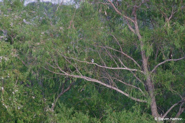 belted_kingfisher_3