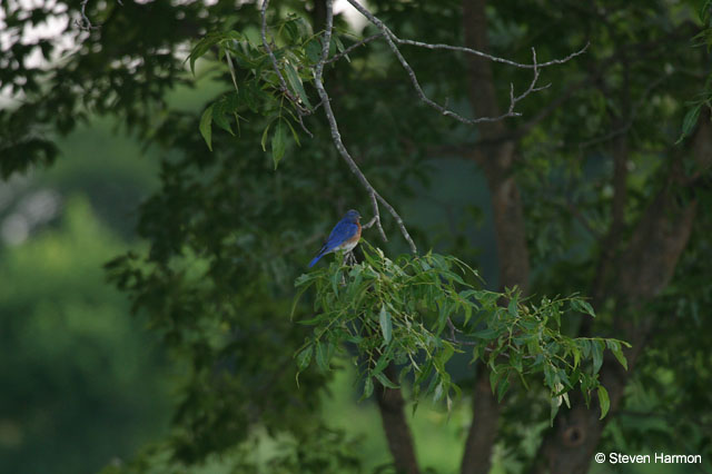 blue_bird_3