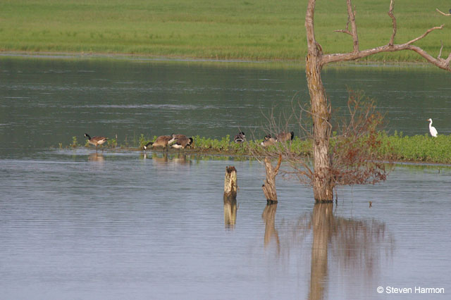 canada_geese