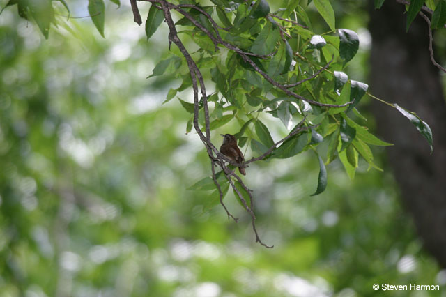 carolina_wren