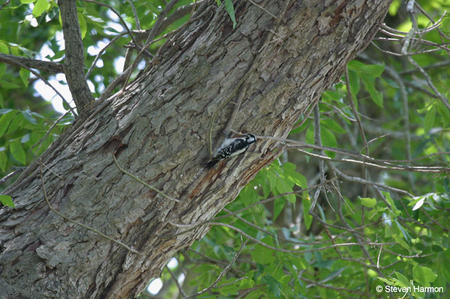 downy_woodpecker