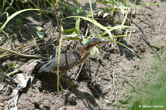 green_heron