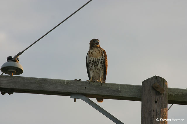 red_tail_hawk_3