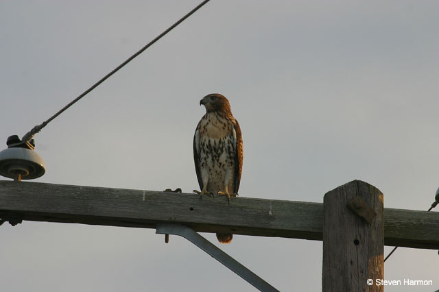 red_tail_hawk_4