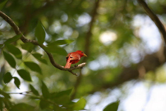 summer_tanager_2