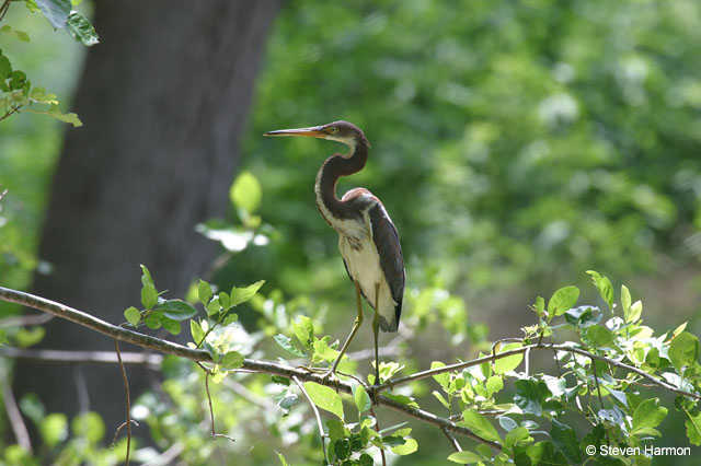 tricolor_heron_1