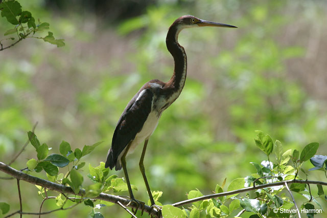 tricolor_heron_3