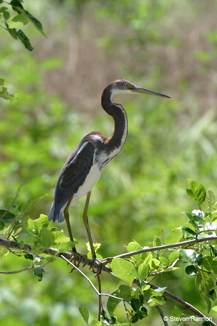 tricolor_heron_4