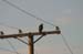 red_tail_hawk_2