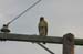 red_tail_hawk_3