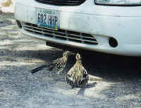 Baby roadrunner begging for lunch.