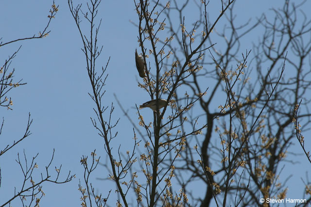 american_goldfinch_1