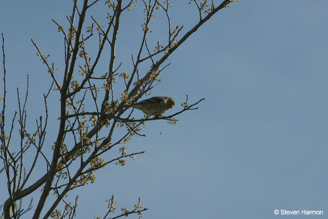 american_goldfinch_2