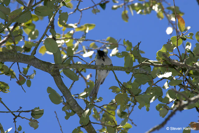 black_crested_tufted_titmouse_1