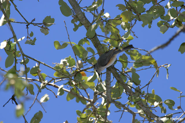 black_crested_tufted_titmouse_2