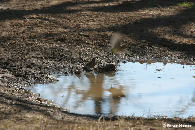 cedar_waxwing_1