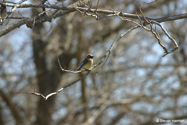 cedar_waxwing_2