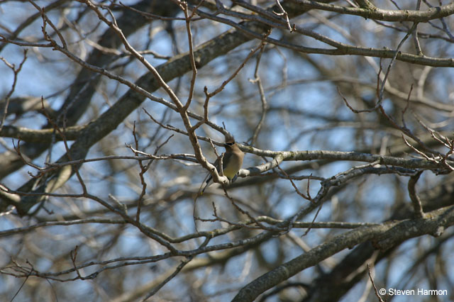 cedar_waxwing_3