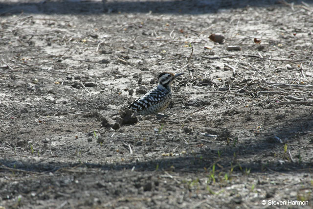 ladder_backed_woodpecker_1