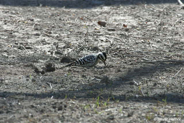 ladder_backed_woodpecker_2