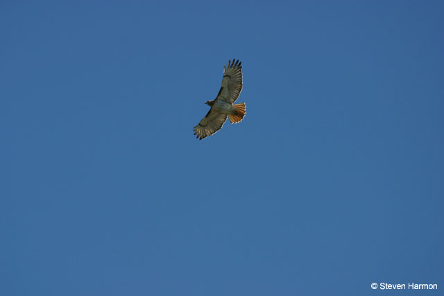 red_tail_hawk