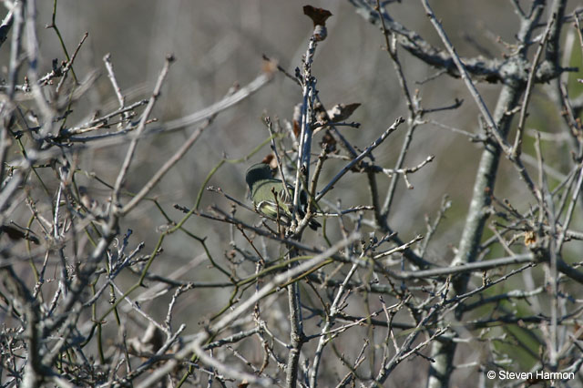 ruby_crowned_kinglet