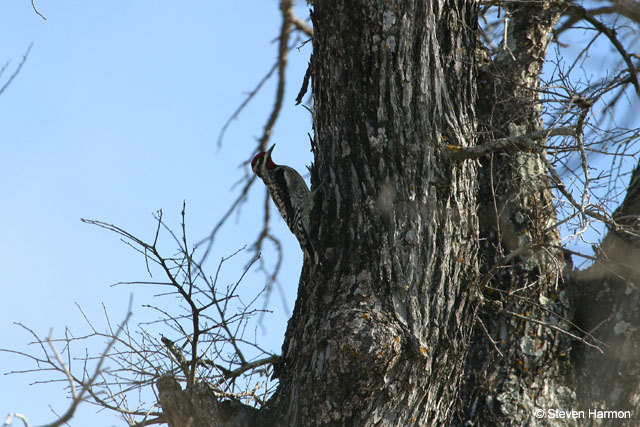 yellow_bellied_sapsucker_1