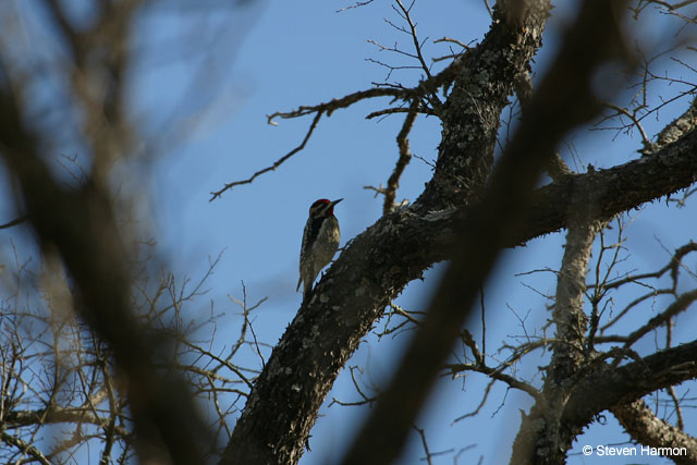 yellow_bellied_sapsucker_2