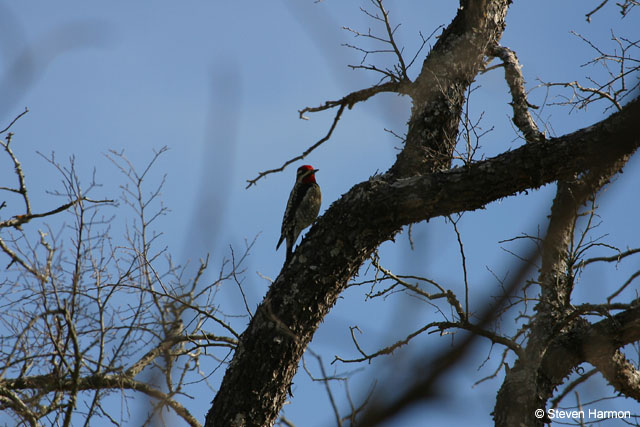 yellow_bellied_sapsucker_3