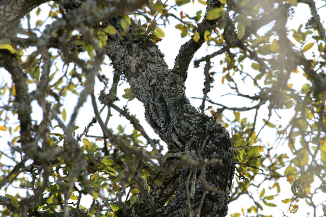 yellow_bellied_sapsucker_4