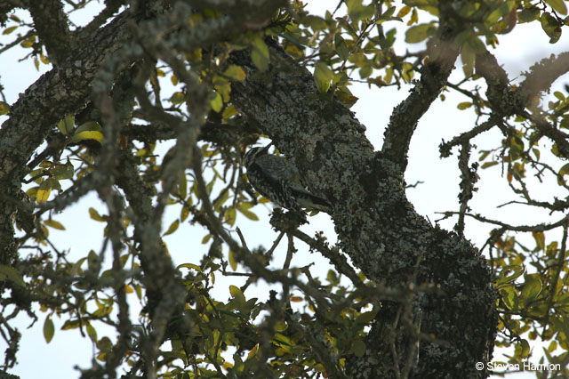 yellow_bellied_sapsucker_5