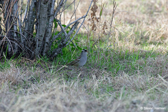 white_crowned_sparrow_2