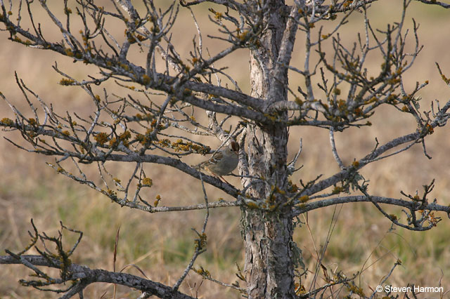 white_crowned_sparrow_4