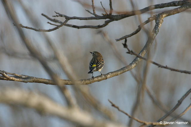 yellow_rumped_warbler_1