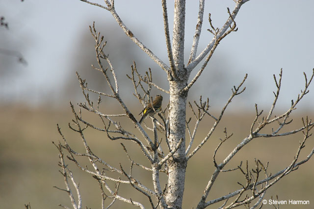 yellow_rumped_warbler_2